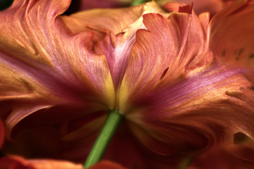 Fototapeta na wymiar tulips Keukenhof