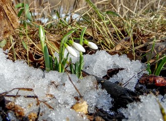 white snowdrops sprout from the snow in the spring garden