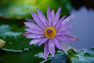 Obraz premium lotus in pond