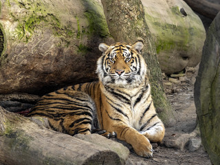 A female Tiger Sumatran, Panthera tigris sumatrae, closely observes the surroundings