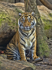A female Tiger Sumatran, Panthera tigris sumatrae, closely observes the surroundings