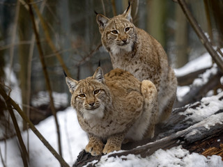 The Scandinavian lynx, Lynx lynx lynx, with a grown infant sitting on a trunk