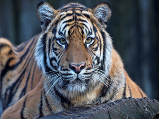 A female Tiger Sumatran, Panthera tigris sumatrae, closely observes the surroundings