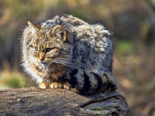 European wild cat, Felis s. Silvestris, sitting on a trunk watching the surroundings