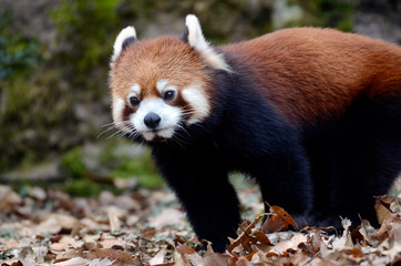 レッサーパンダ