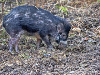 Rare visayan warty pig, Sus cebifrons negrinus, looking for food in the ground