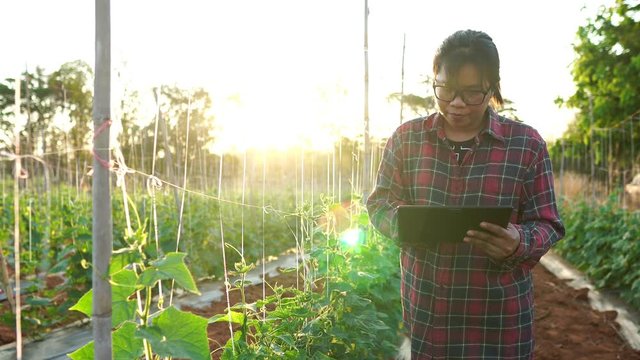 Concept Future Technology Agricultural Food Harvest: Farmer women with digital tablet in owner cultivated garden footage 4K