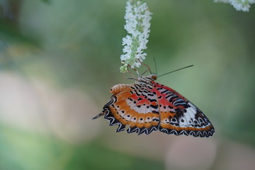 butterfly on leaf