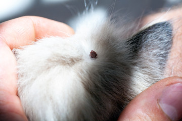 Kitten with ticks. Ticks attached to cat skin. Tick bite.