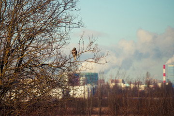 A common buzzard sitting on a branch, Saint-Petersburg, Russia