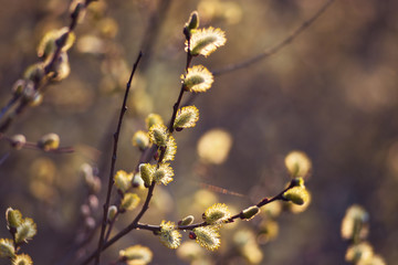 beautiful fluffy soft willow buds in early spring
