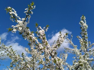 Apple tree in spring