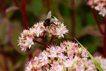 Flowers of the sedum or Orpine, Livelong (hylotelephium Matrona). Summer Flower Heads of the Perennial Succulent - hylotelephium Matrona