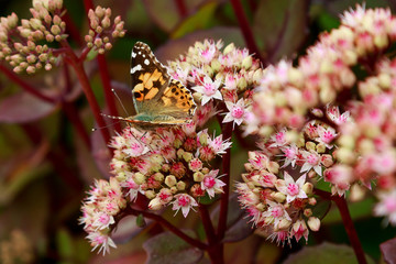 Flowers of the sedum or Orpine, Livelong (hylotelephium Matrona). Summer Flower Heads of the Perennial Succulent - hylotelephium Matrona