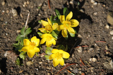 Eranthis hyemalis yellow flower plant