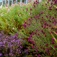 Obraz na płótnie Canvas Flowers in the autumn garden. Perennials in the botanical garden in autumn.
