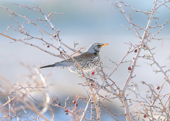 Close-up portrait of The fieldfare (Turdus pilaris) sitting on the branches of hawthorn with bright red berries