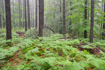 Black pine forest in the rain