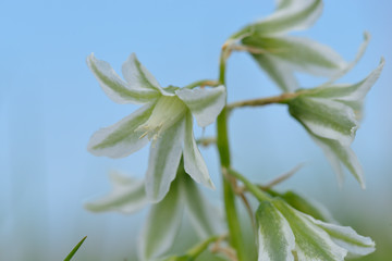 Glöckchen-Lauch (Allium triquetrum)	