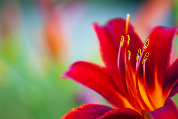 Red Daylily flower, blurred background, beautiful bokeh. Red daylily Hemerocallis flower closeup.