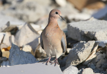 The laughing dove (Spilopelia senegalensis) sits on stones close-up photo