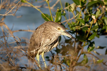 Funny photo of a young green heron wet from morning dew