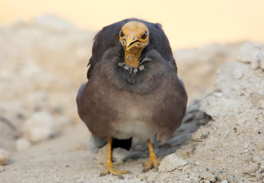 Close-up photo of a common myna or Indian myna (Acridotheres tristis) with a completely bald head