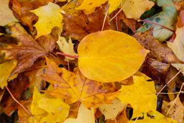 Autumn background with fallen leaves of yellow, red autumn leaves