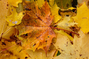 Autumn background with fallen leaves of yellow, red autumn leaves