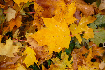 Autumn background with fallen leaves of yellow, red autumn leaves