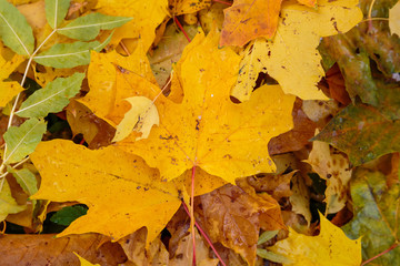 Autumn background with fallen leaves of yellow, red autumn leaves