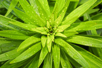 Fresh, green spring background image of a lily plant with spirals of pointy leaves tipped in red. Leaves are wet from a warm spring rain. Season wallpaper or texture.