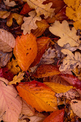 Autumn background with fallen leaves of yellow, red autumn leaves