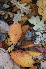 Autumn background with fallen leaves of yellow, red autumn leaves