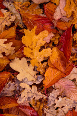 Autumn background with fallen leaves of yellow, red autumn leaves