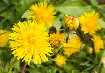 Bright yellow dandelion flower with a soft focus natural background. All parts of dandelions are edible. It is also considered a weed in lawns and gardens. It is native to North America and Eurasia