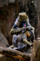 The mandrill (Mandrillus sphinx) is a primate of the Old World monkey (Cercopithecidae) family. It is one of two species assigned to the genus Mandrillus, along with the drill