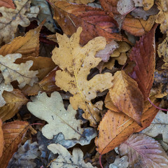 Autumn background with fallen leaves of yellow, red autumn leaves