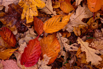 Obraz premium Autumn background with fallen leaves of yellow, red autumn leaves