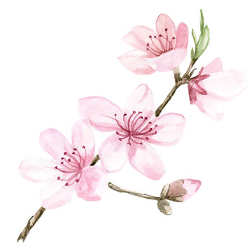 stock illustration watercolor drawing pink sakura color. Image of blooming sakura isolated on a white background.
