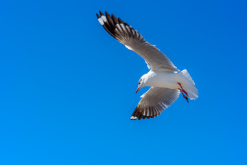Seagulls flying over the sea in a blue background in Samut Prakan, Thailand