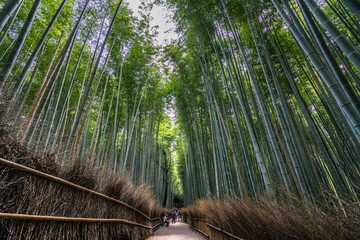 Kyoto, Japan, August 2019 – Wide angle view of the beautiful walking path of Arashiyama Bamboo forest