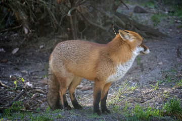 Naklejka na ściany i meble Fuchs