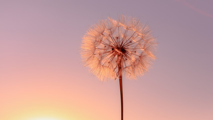 Beautiful dandelion on the meadow during sunset. Sun trap.