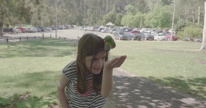 A young girl is feeding a rainbow lorikeet, parrot, on her head from her hand when another bird flys onto her head. The birds bob up and down before flapping their wings