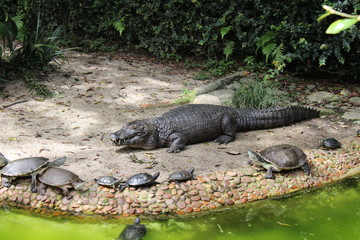 crocodile with mouth wide open