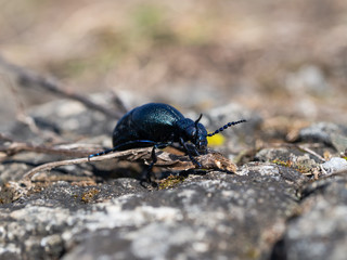 Meloe proscarabaeus adult oil beetle living in Europe