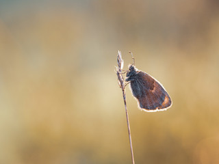Small heath (Coenonympha pamphilus) butterfly in early summer day