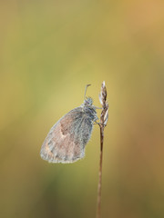 Small heath (Coenonympha pamphilus) butterfly in early summer day