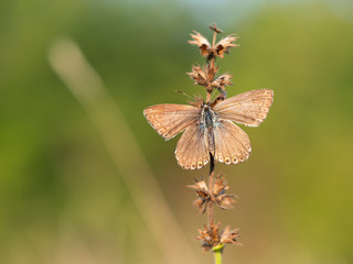 Chalkhill blue (Lysandra coridon) butterfly female